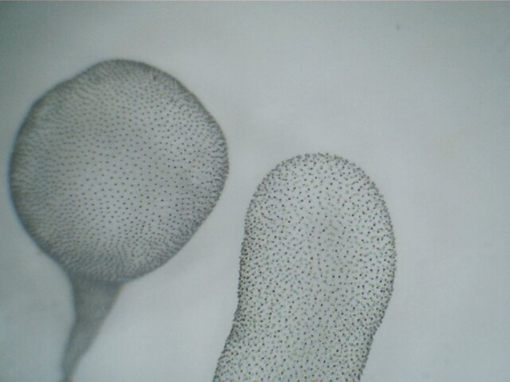 Da determinare: Collozoum sp.?